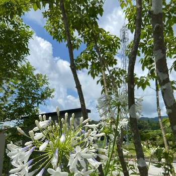 アガパンサス    白の画像 by ライヤ22さん | お出かけ先とアガパンサスとアガパンサス    白と白いお花とビューティフル サンデー