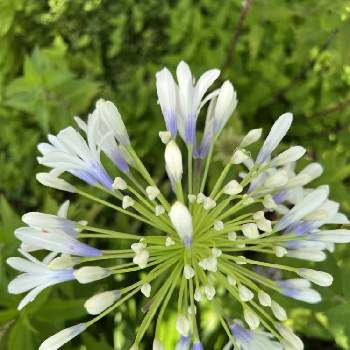 アガパンサス 白の投稿画像一覧 Greensnap グリーンスナップ