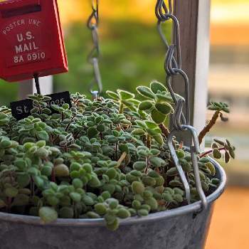 多肉植物のハンギングの投稿画像一覧 Greensnap グリーンスナップ