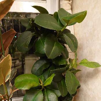 フィカス ソフィアの画像 by モンステラプラスさん | インテリアとフィカス ソフィアとインテリアグリーンと我が家の植物紹介