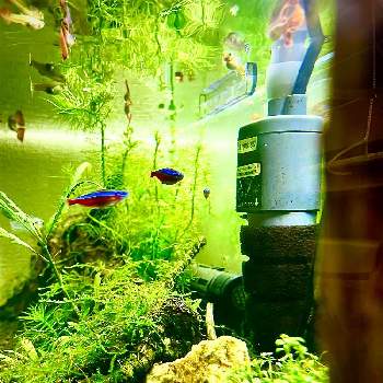 南米ウィローモスの投稿画像一覧 Greensnap グリーンスナップ