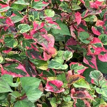 五色ドクダミの投稿画像一覧 Greensnap グリーンスナップ