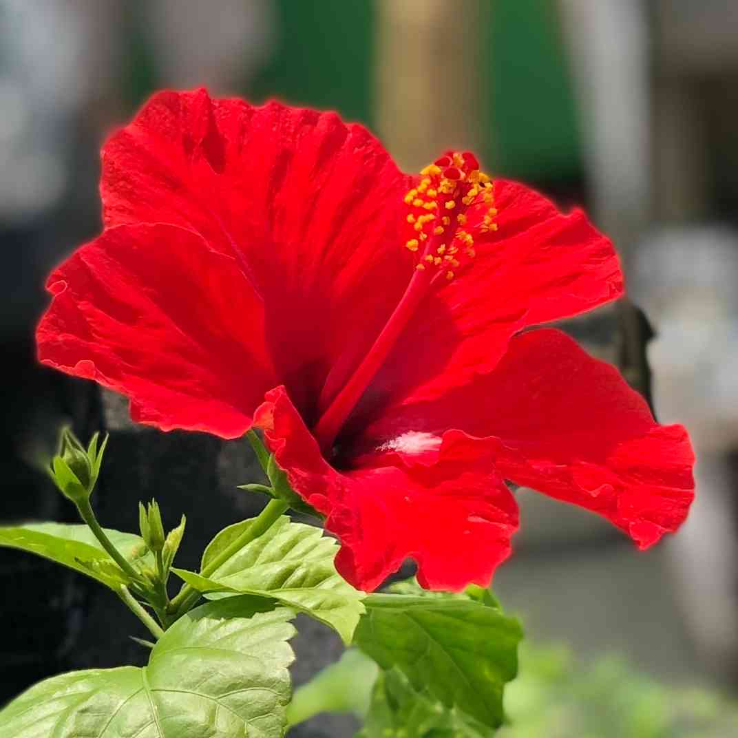 ハイビスカス🌺と 夏の暮らしをたのしむ術～｜🍀GreenSnap