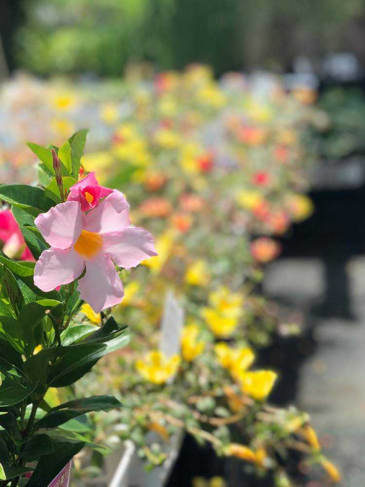 ハイビスカス🌺と 夏の暮らしをたのしむ術～｜🍀GreenSnap（グリーン