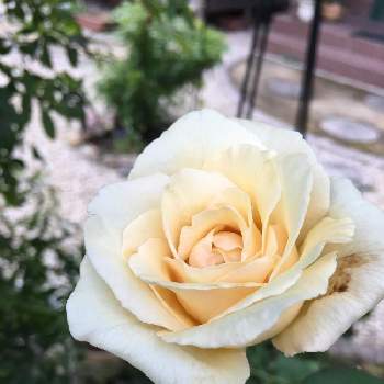 白薔薇 の投稿画像一覧 Greensnap グリーンスナップ