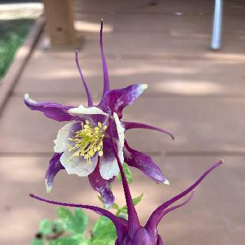 オダマキ,小さな花,多年草,紫色の花の画像