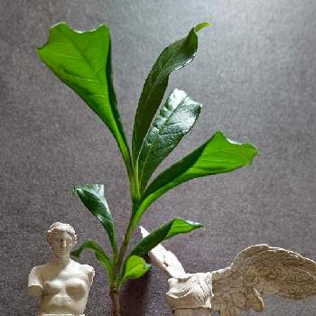 Adansonia digitata,バオバブ,エンジェル祭り,部屋の画像