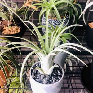 パングマリリン,観葉植物,チランジア属,植物のある暮らし,エアープランツ/チランジアの画像