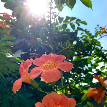 中国原産の投稿画像一覧 Greensnap グリーンスナップ