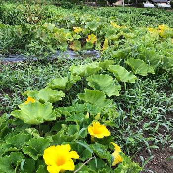 かぼちゃの花の投稿画像一覧 Greensnap グリーンスナップ かぼちゃの花の投稿画像一覧 Greensnap グリーンスナップ