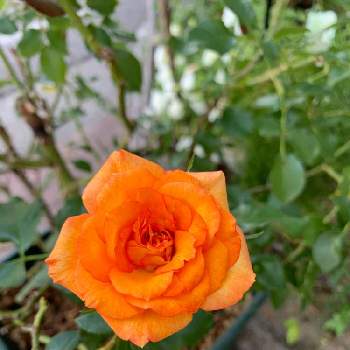 鉢薔薇の画像 by fuuhakuさん | 小さな庭とばら バラ 薔薇と庭の花とGS映えとGS日和と植中毒と新潟と鉢薔薇と夏だとお花は癒しとバラ・ミニバラと花は癒やし♡と植栽