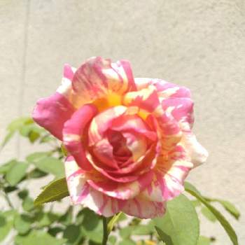 薔薇 クロード・モネの画像 by  ミラベルさん | 小さな庭と薔薇 クロード・モネとバラ、薔薇、ばらと薔薇とバラとばら