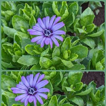 ディモルフォセカの画像 by もぐjuhさん | ディモルフォセカと紫色の花♡と花色とお顔がこんにちはとgoogle pixel5a
