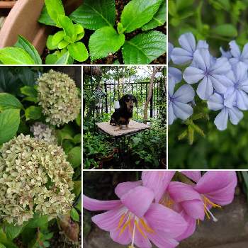 紫陽花ブリーディングセレクションの投稿画像一覧 Greensnap グリーンスナップ