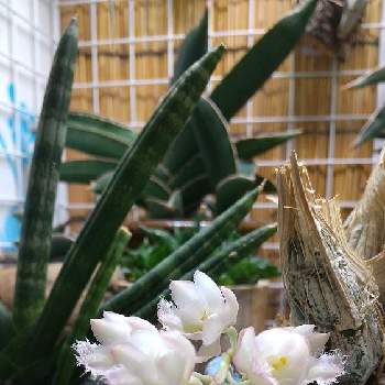 植物愛の画像 by AOさん | 部屋と花のある暮らしと開花中と植物愛とクロウェシア  レベッカノーザン  グレープフルーツピンク