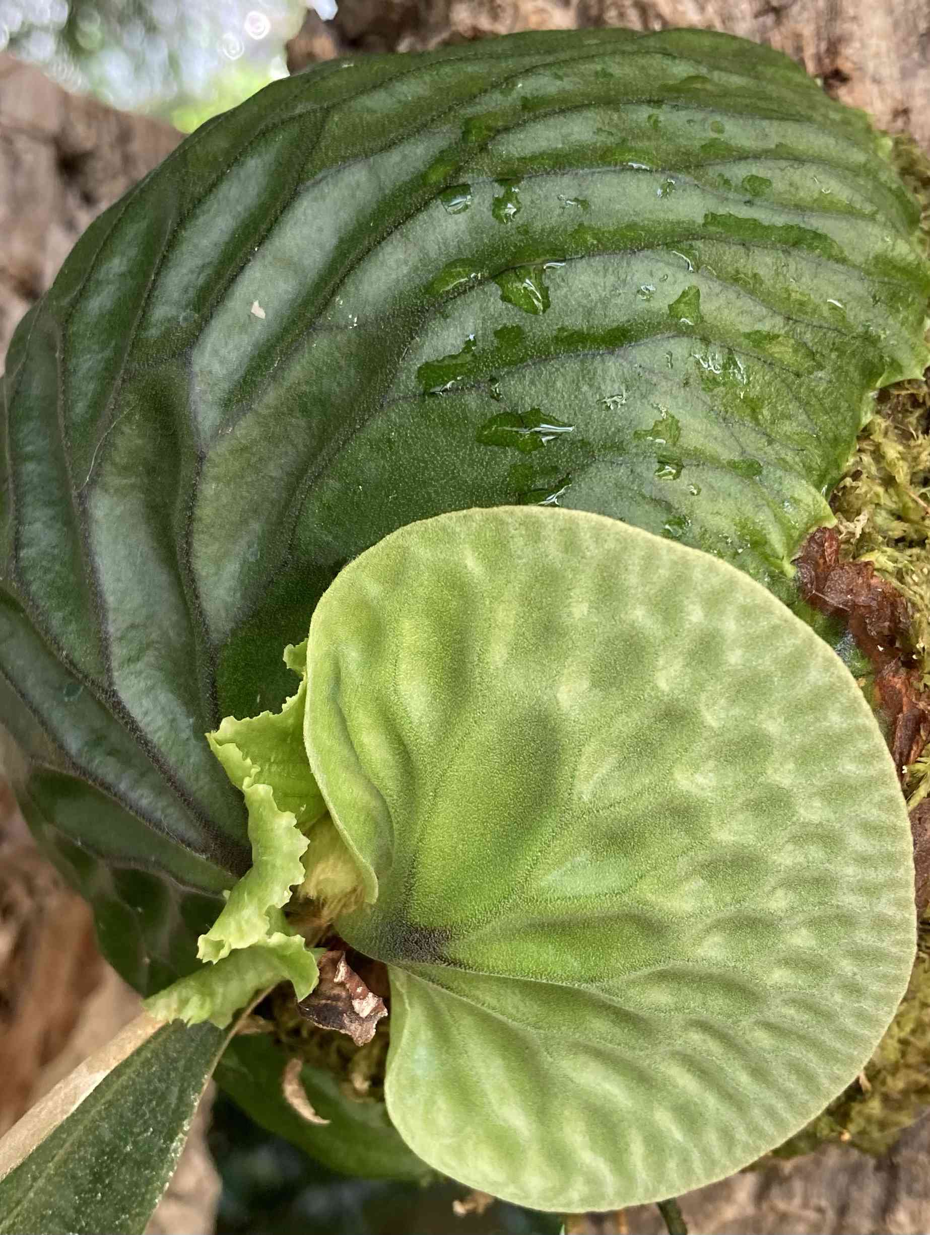 ビカクシダ マダガスカリエンセの一覧|🍀GreenSnap(グリーン ビカクシダ マダガスカリエンセの一覧|🍀GreenSnap(グリーン