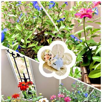 ベランダ花壇の投稿画像一覧 Greensnap グリーンスナップ ベランダ花壇の投稿画像一覧 Greensnap グリーンスナップ