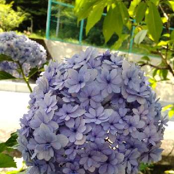 紫陽花の季節の画像 by あななさん | 畑と紫陽花の季節とブルー系の紫陽花♪と小さなお花の集まり