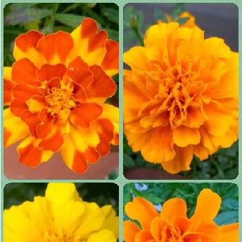癒しのお花の画像 by saraさん | テラスとマリーゴールドとオレンジ色の花とかわいいお花♡と黄色のお花と癒しのお花と花のある暮らしと今日のお花