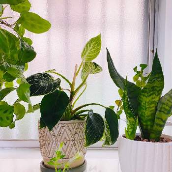 モンローウォークベールヴァルドの画像 by zoozoneさん | キッチンと観葉植物と植物のある暮らしとマランタケルコビアナモンヨウショウとアイビー❇︎と サンスベリアとモンローウォークベールヴァルドとフィロデンドロン バーキン