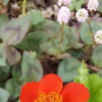 ヒメツルソバの育て方 植え付けの適所は 増やし方はかんたん Greensnap グリーンスナップ ヒメツルソバの育て方 植え付けの適所は 増やし方はかんたん Greensnap グリーンスナップ