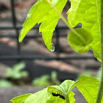 植物と虫の投稿画像一覧 Greensnap グリーンスナップ