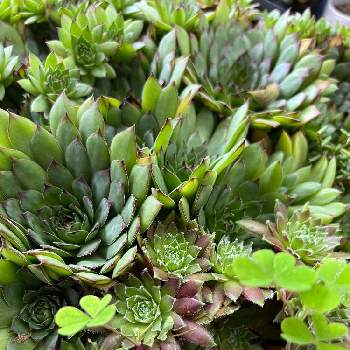 センペルビューム属の投稿画像一覧 Greensnap グリーンスナップ