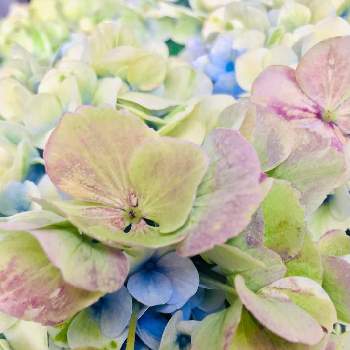 ハイドランジア マジカルシリーズの投稿画像一覧 Greensnap グリーンスナップ