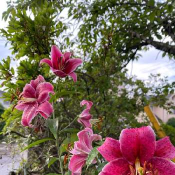 ユリ スターゲイザーの投稿画像一覧 Greensnap グリーンスナップ