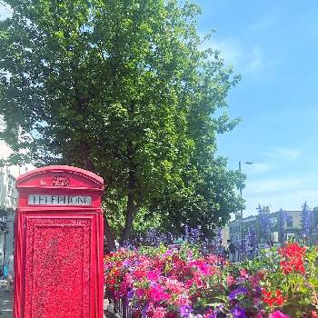 大好きな場所の画像 by Melodyさん | お出かけ先と大好きな場所とロンドンと夏の花と散歩道とイギリスとペチュニア☆と花のある暮らしとロンドン生活