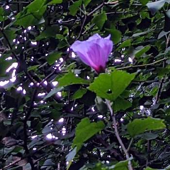 ムクゲ✽の画像 by 秋草さん | 広い庭とムクゲと赤紫の花とムクゲ✽と愛しの紫