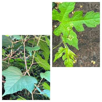 ノブドウ,キレハノブドウ,在来種,ツル性落葉低木の画像