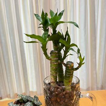 ダイソー300円観葉植物の投稿画像一覧 Greensnap グリーンスナップ