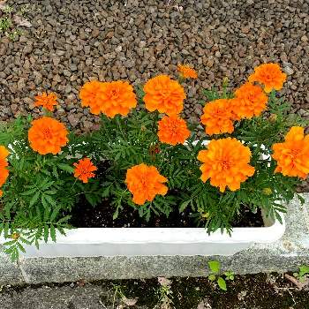 出先での画像 by ぴょんさん | マリーゴールドとだいすきとオレンジ色の花と可愛い❤と綺麗なお花❤と今日のお花と鮮やか✨✨✨と好みの色と花のある暮らしと出先で