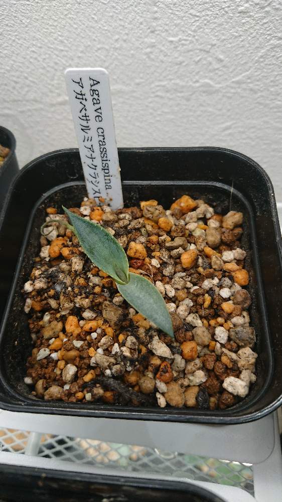 アガベ サルミアナ クラッシスピナ 成長記録 22 2 3 Greensnap グリーンスナップ