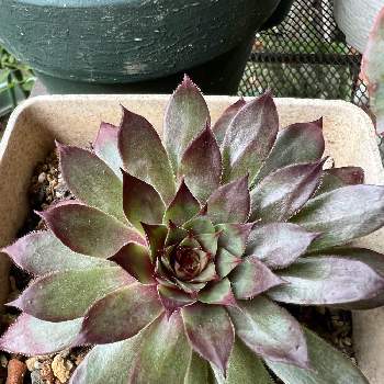 センペルビウム ブロンコの投稿画像一覧 Greensnap グリーンスナップ