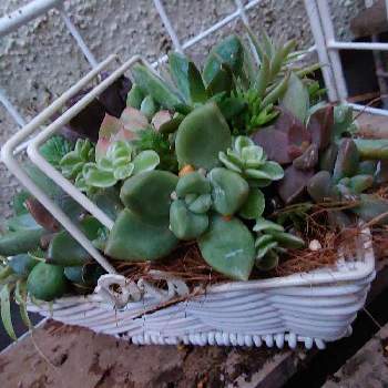 100均鉢の投稿画像一覧 Greensnap グリーンスナップ