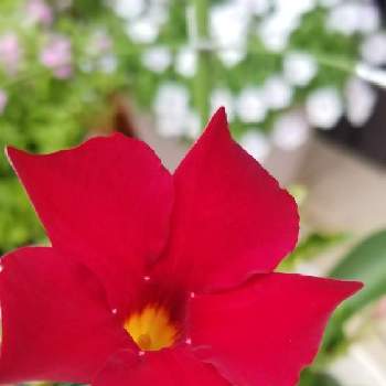 アズガーデン大治の投稿画像一覧 Greensnap グリーンスナップ