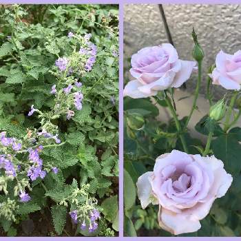 バラ ブルームーンの画像 by ちりめんうさぎさん | 広い庭とバラとキャットミントとバラ ブルームーンと地植えとおうち園芸と夏色ブルーと青い花マニア
