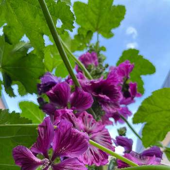 コモンマロウの投稿画像一覧 Greensnap グリーンスナップ