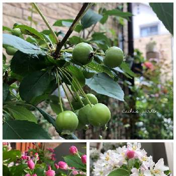 クラブアップルの投稿画像一覧 Greensnap グリーンスナップ