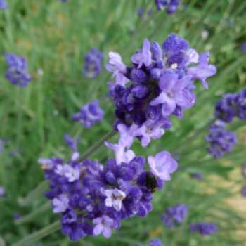 花に魅せられての画像 by かすみそうさん | 小さな庭とラベンダーとチーム・ブルーNo.120とおうち園芸と花に魅せられてと可愛い〜♡と青い花マニアとチーム・ブルーといやし♪と紫のお花
