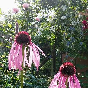 エキナセア パリダの投稿画像一覧 Greensnap グリーンスナップ エキナセア パリダの投稿画像一覧 Greensnap グリーンスナップ