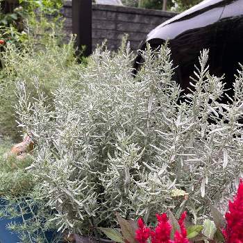 シルバーリーフラベンダーの投稿画像一覧 Greensnap グリーンスナップ