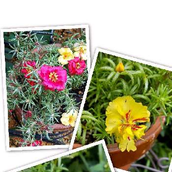 まつの画像 by tMさん | 小さな庭とまつと花のある暮らしと植物大好きと花いろいろ