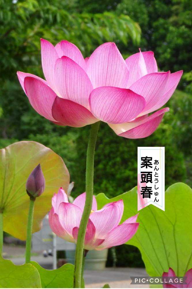 蓮の花観てきました！②【ア〜ソ】36品種｜🍀GreenSnap（グリーン