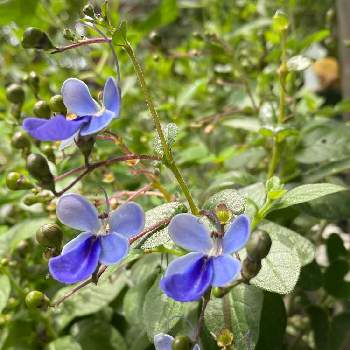 ブルーウィングの投稿画像一覧 Greensnap グリーンスナップ