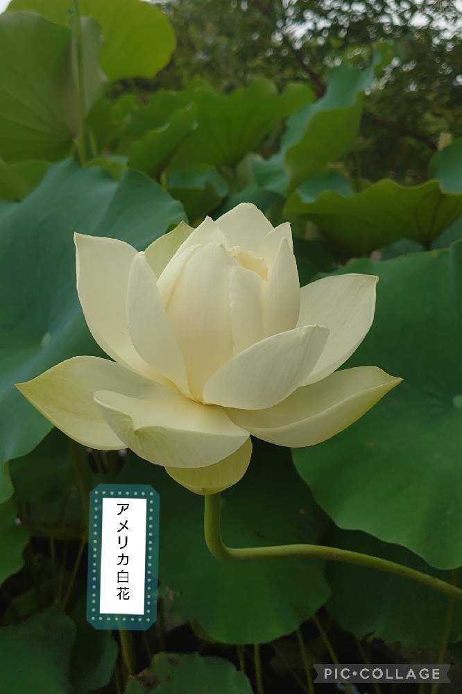 蓮の花観てきました！②【ア〜ソ】36品種｜🍀GreenSnap