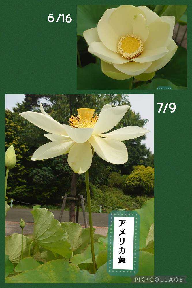 蓮の花観てきました！②【ア〜ソ】36品種｜🍀GreenSnap（グリーン