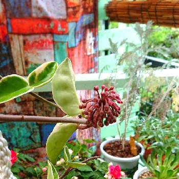 ホヤ・カルノーサ,ほのぼの,観葉植物,Good morning,おうち時間の画像